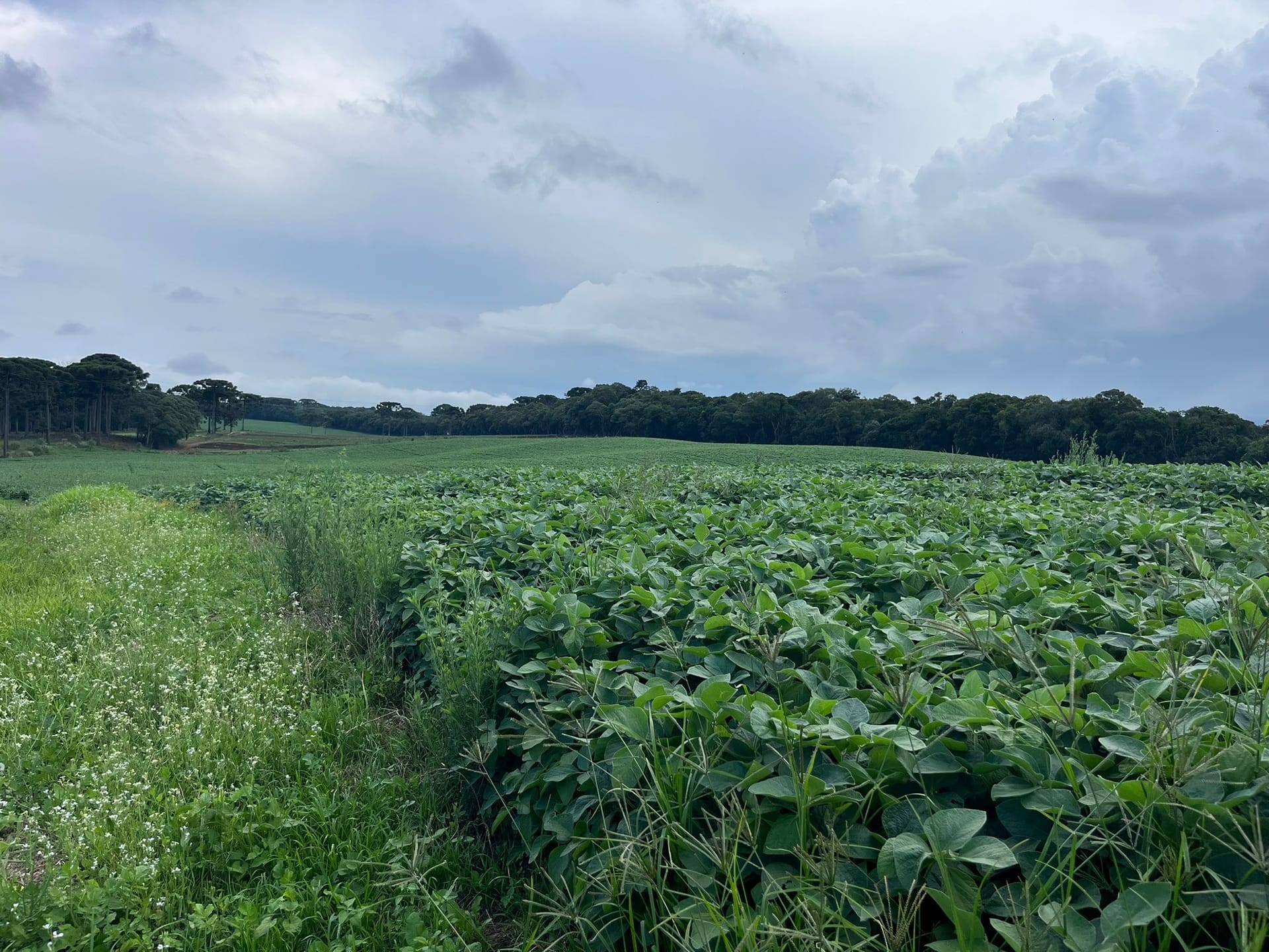 Terreno, 2 hectares - Foto 6