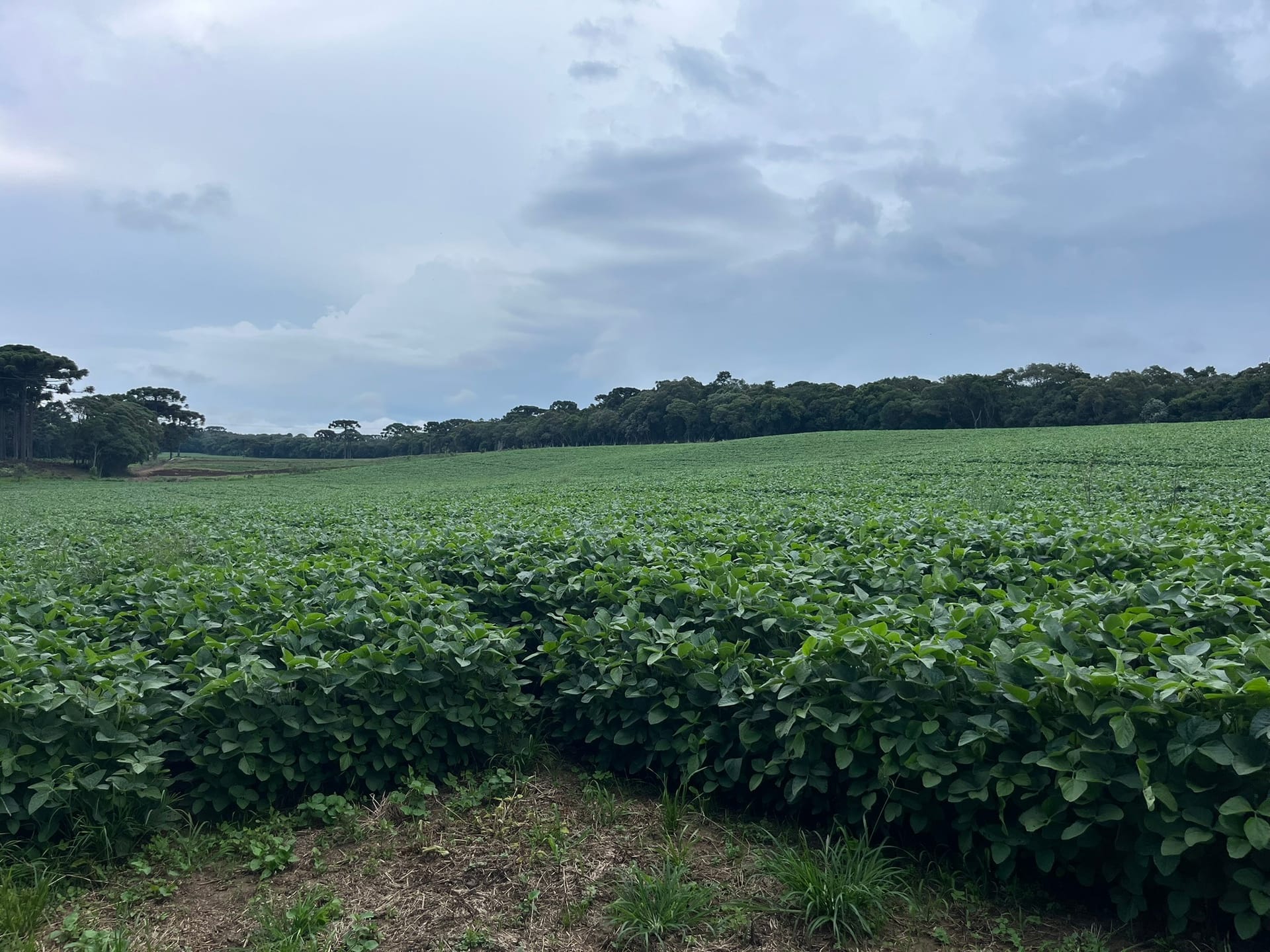 Terreno, 2 hectares - Foto 10