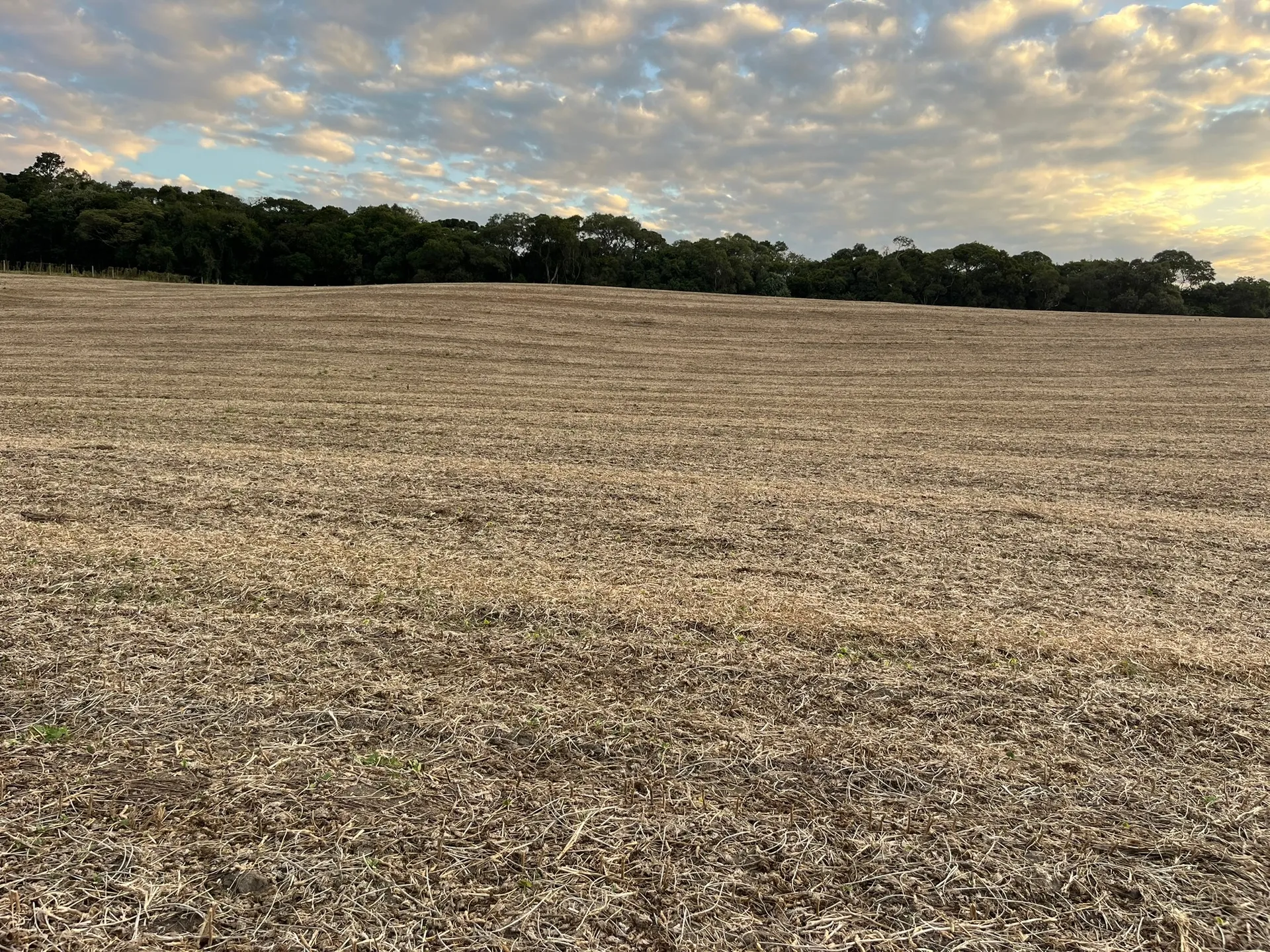 Terreno, 2 hectares - Foto 4