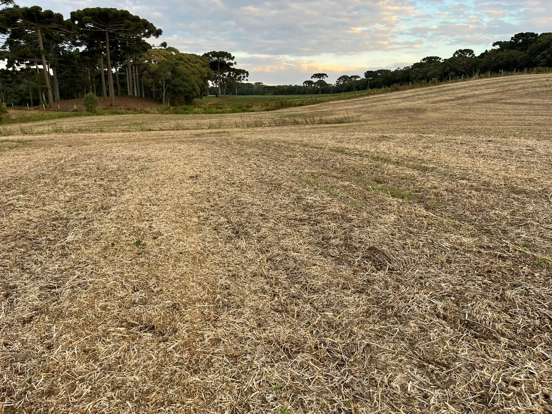 Terreno, 2 hectares - Foto 2