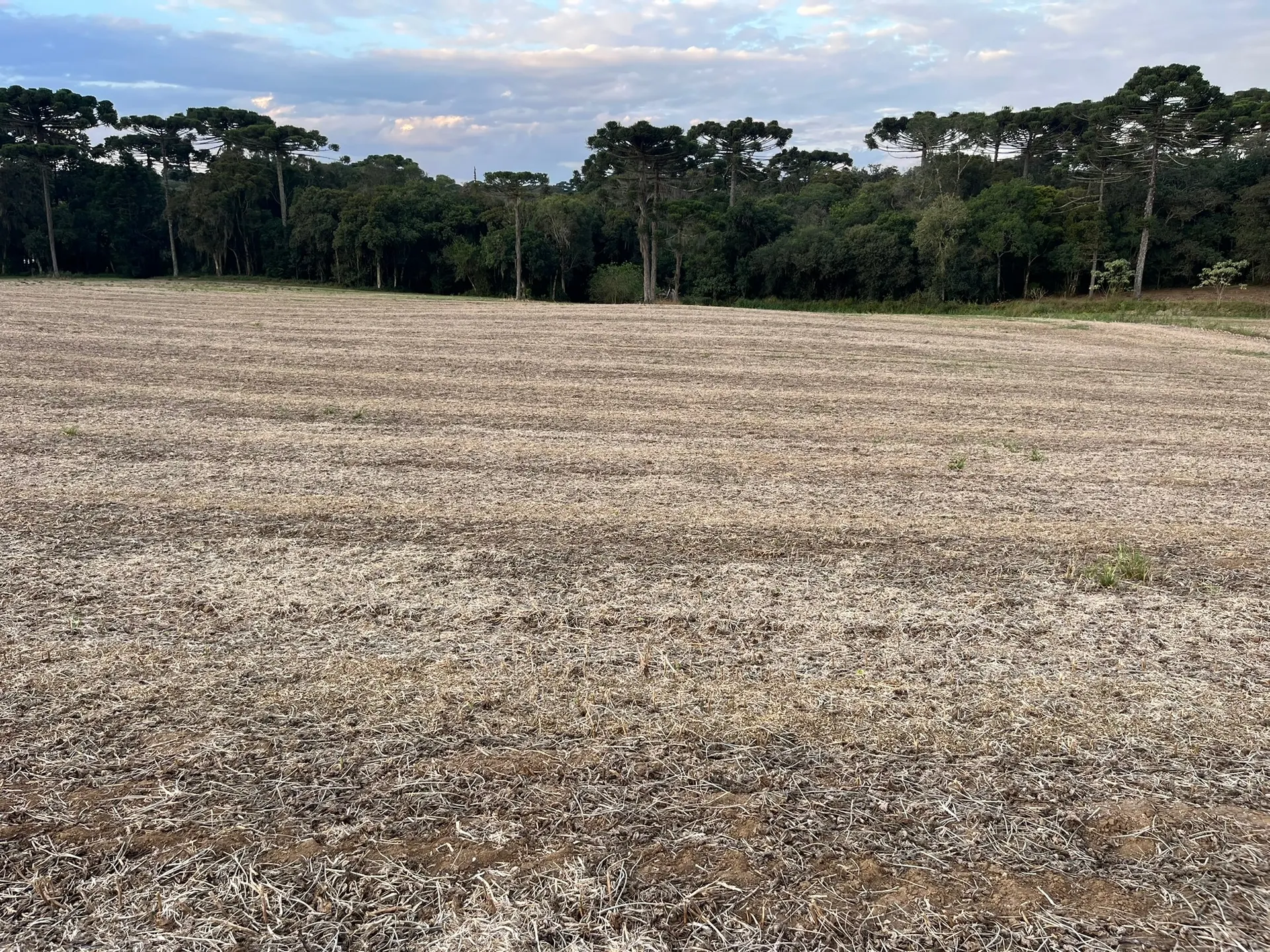 Terreno, 2 hectares - Foto 7