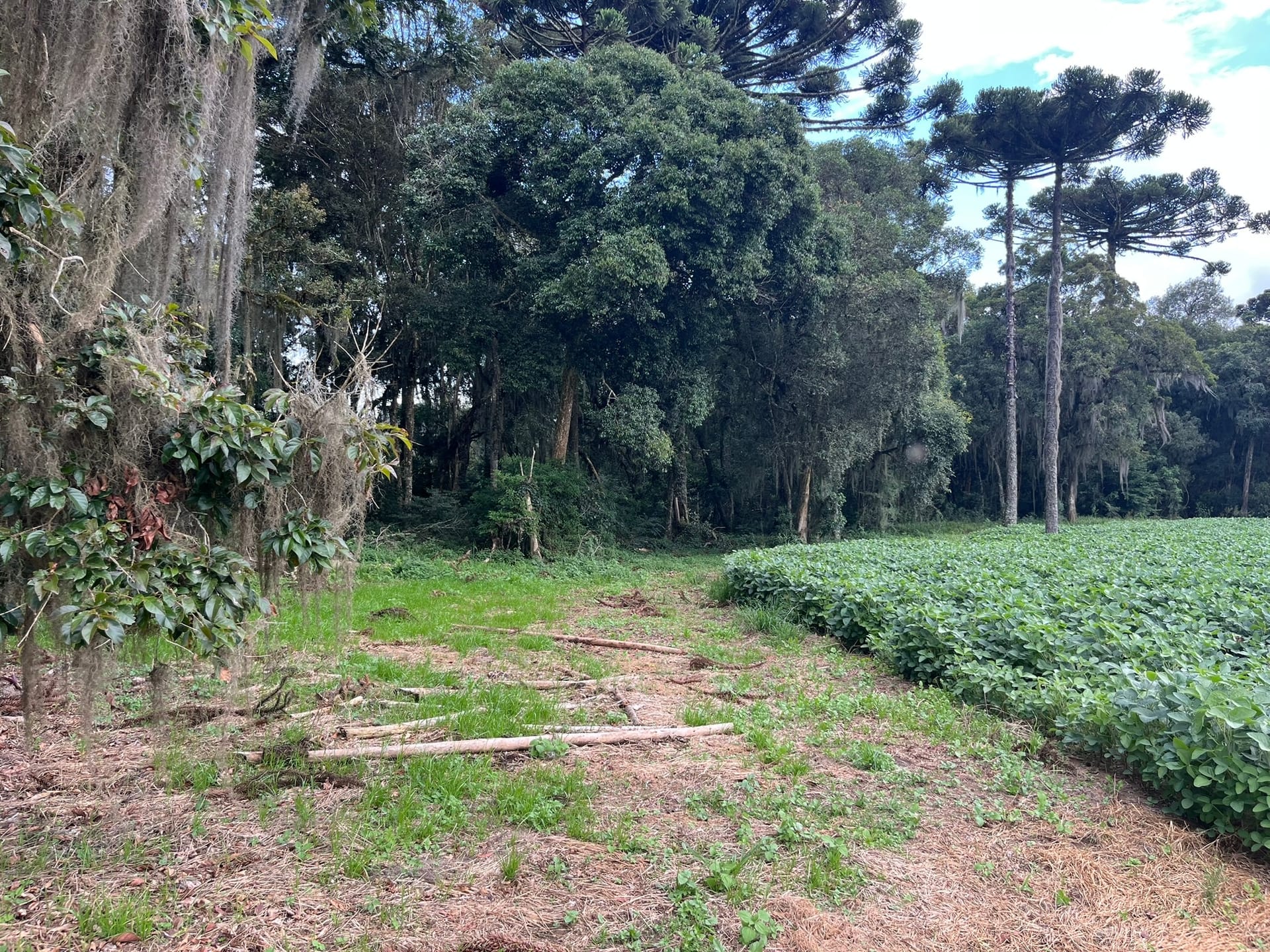 Terreno, 2 hectares - Foto 4