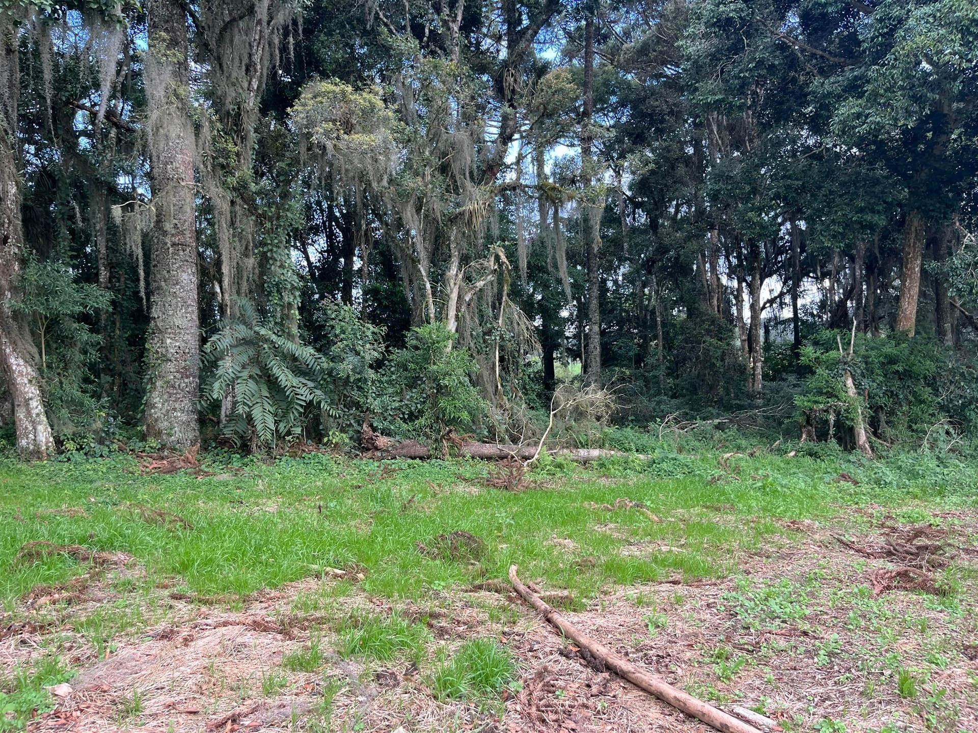 Terreno, 2 hectares - Foto 7