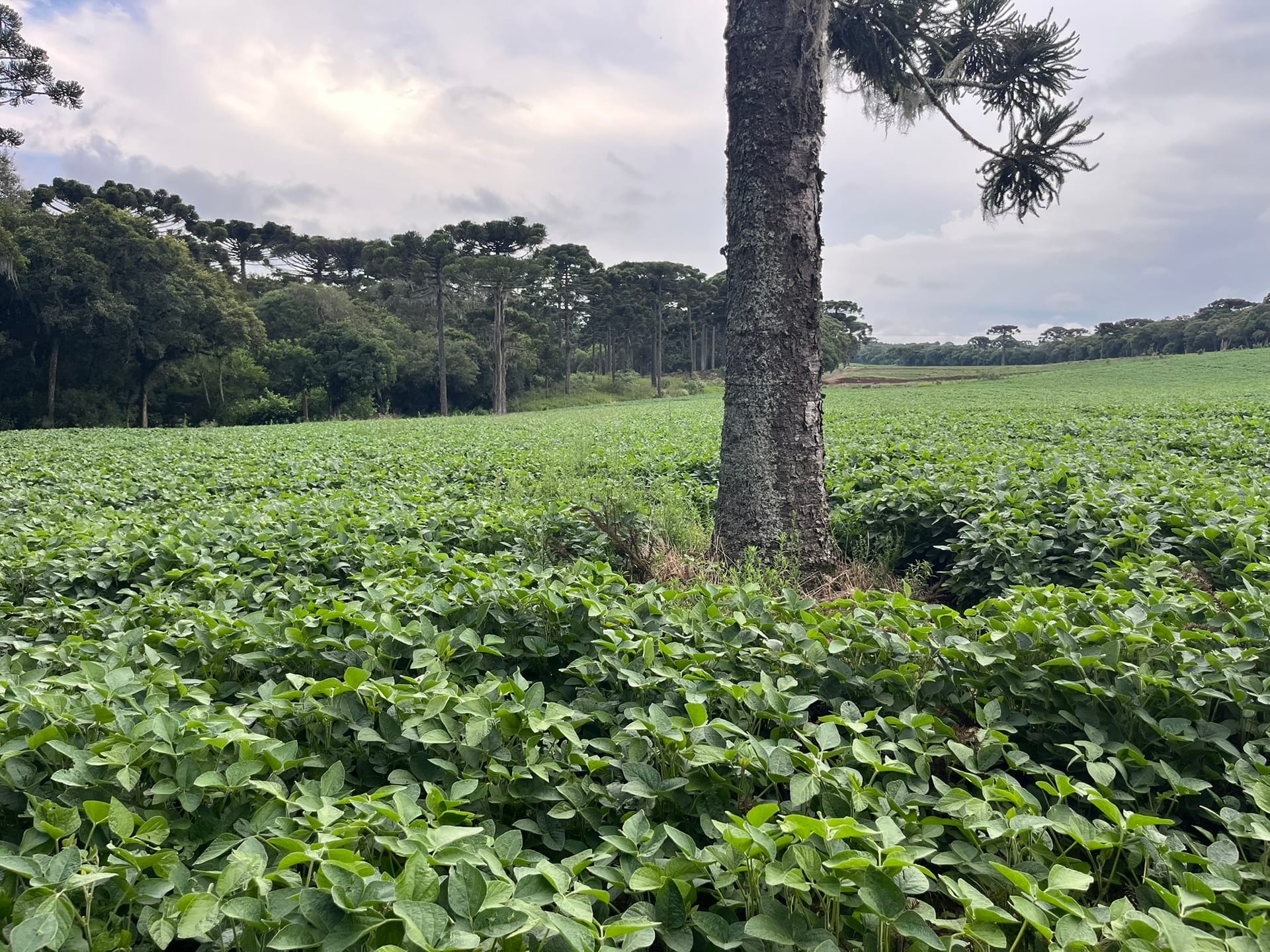 Terreno, 2 hectares - Foto 8
