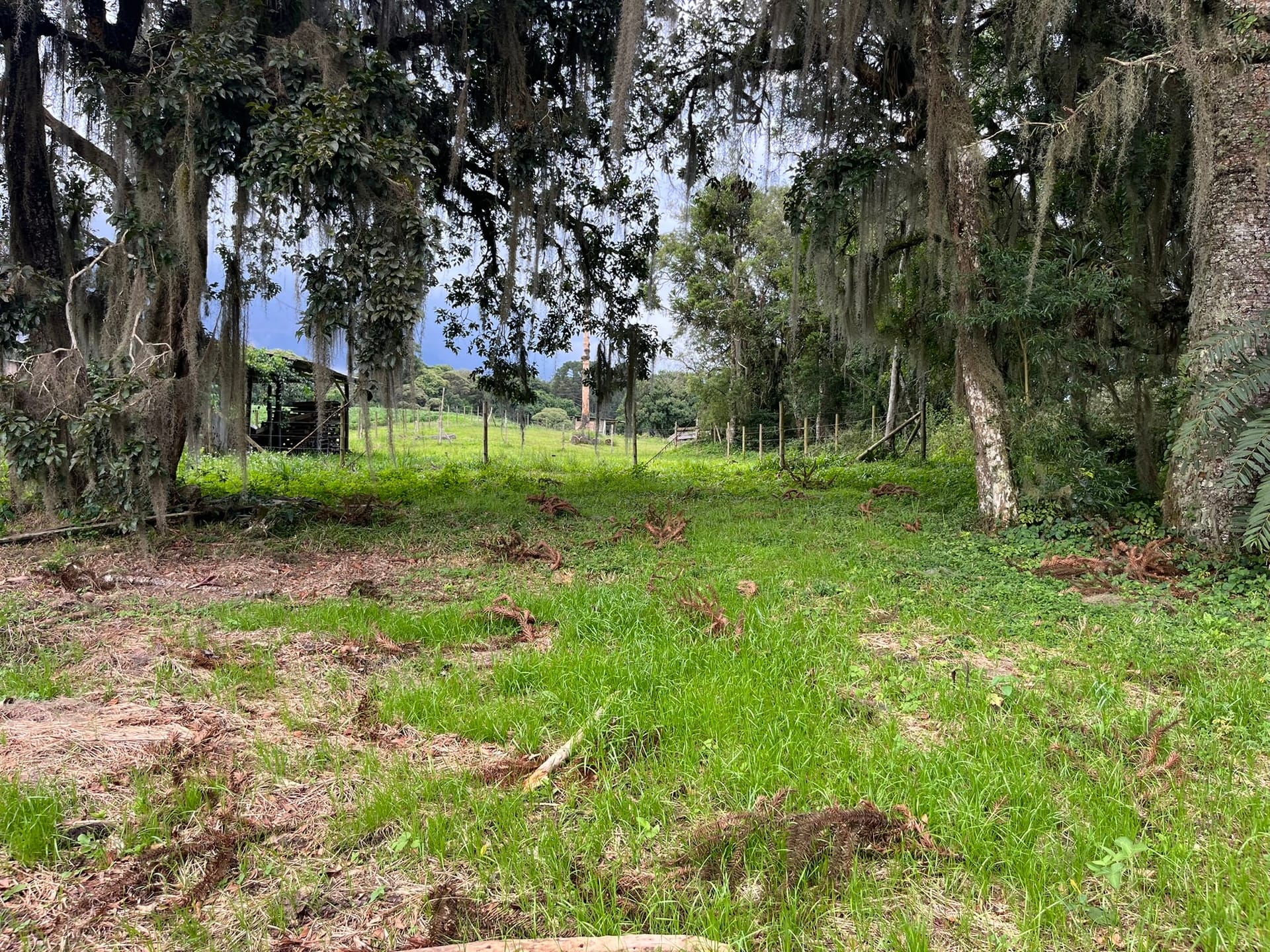 Terreno, 2 hectares - Foto 10