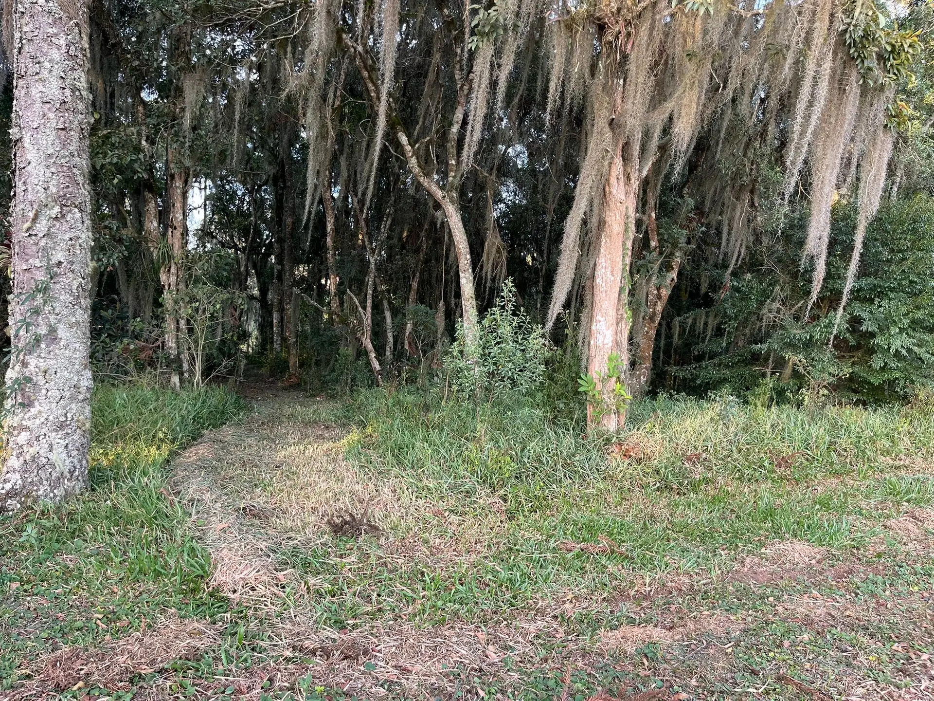 Terreno, 2 hectares - Foto 12
