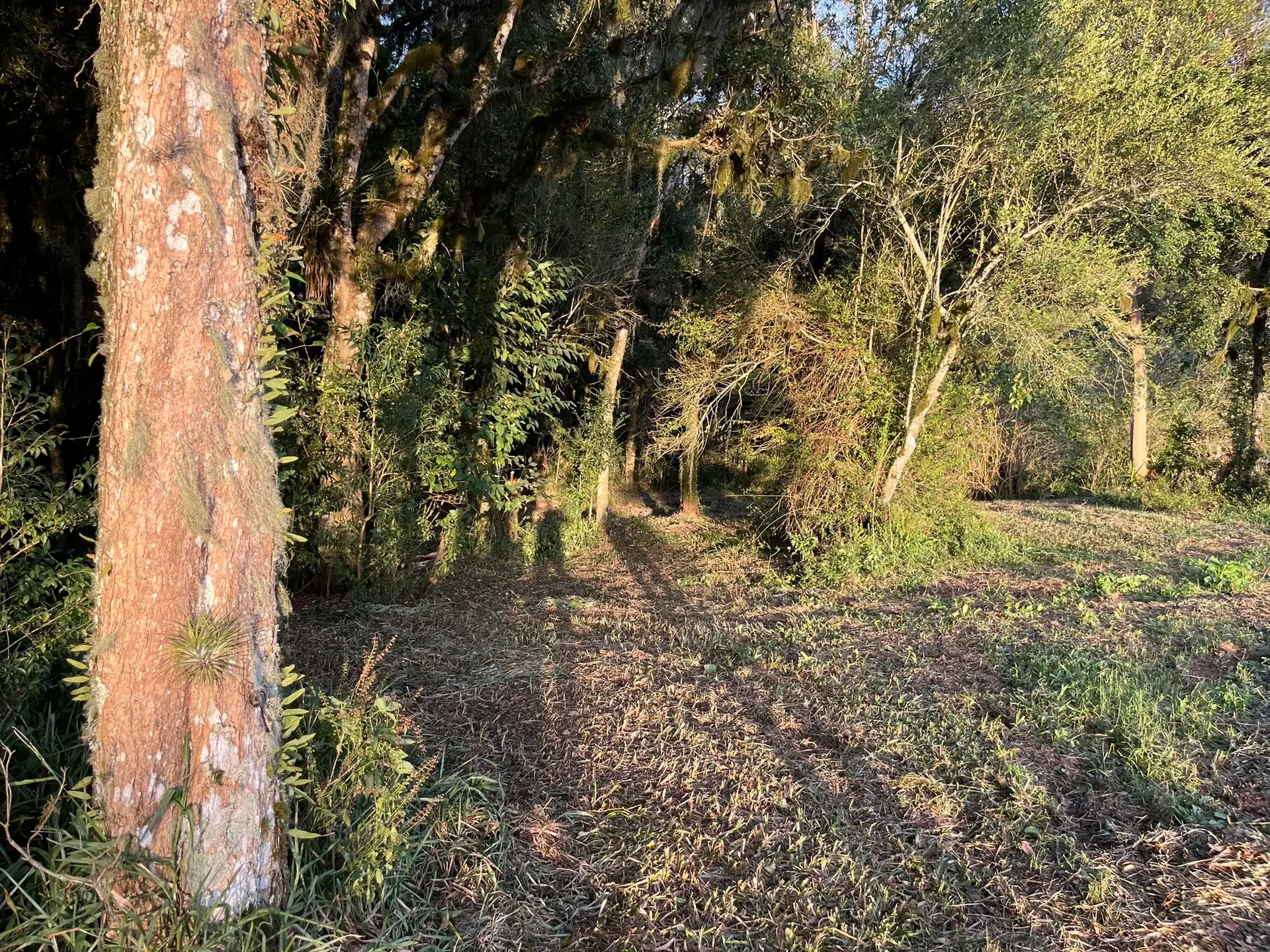 Terreno, 2 hectares - Foto 13