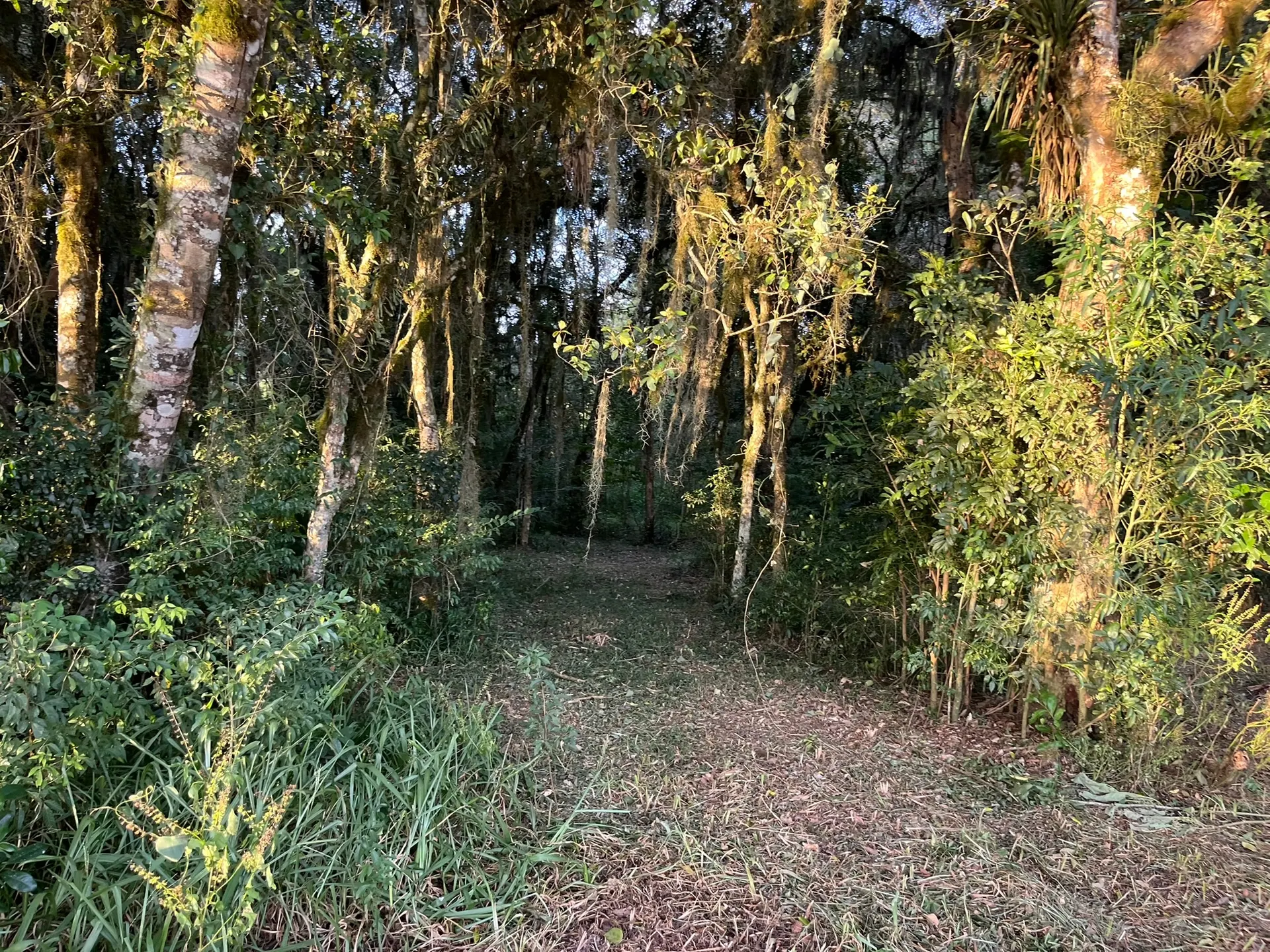 Terreno, 2 hectares - Foto 14