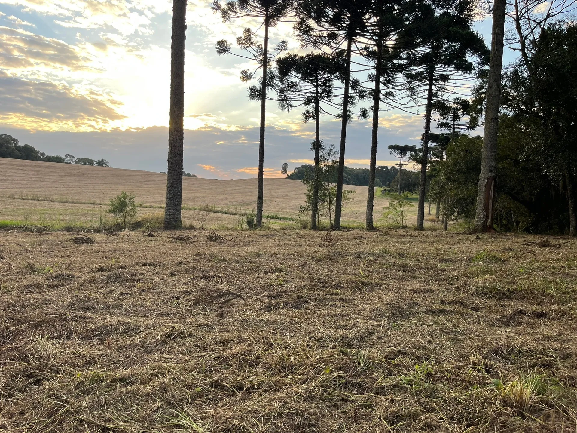 Terreno, 2 hectares - Foto 6