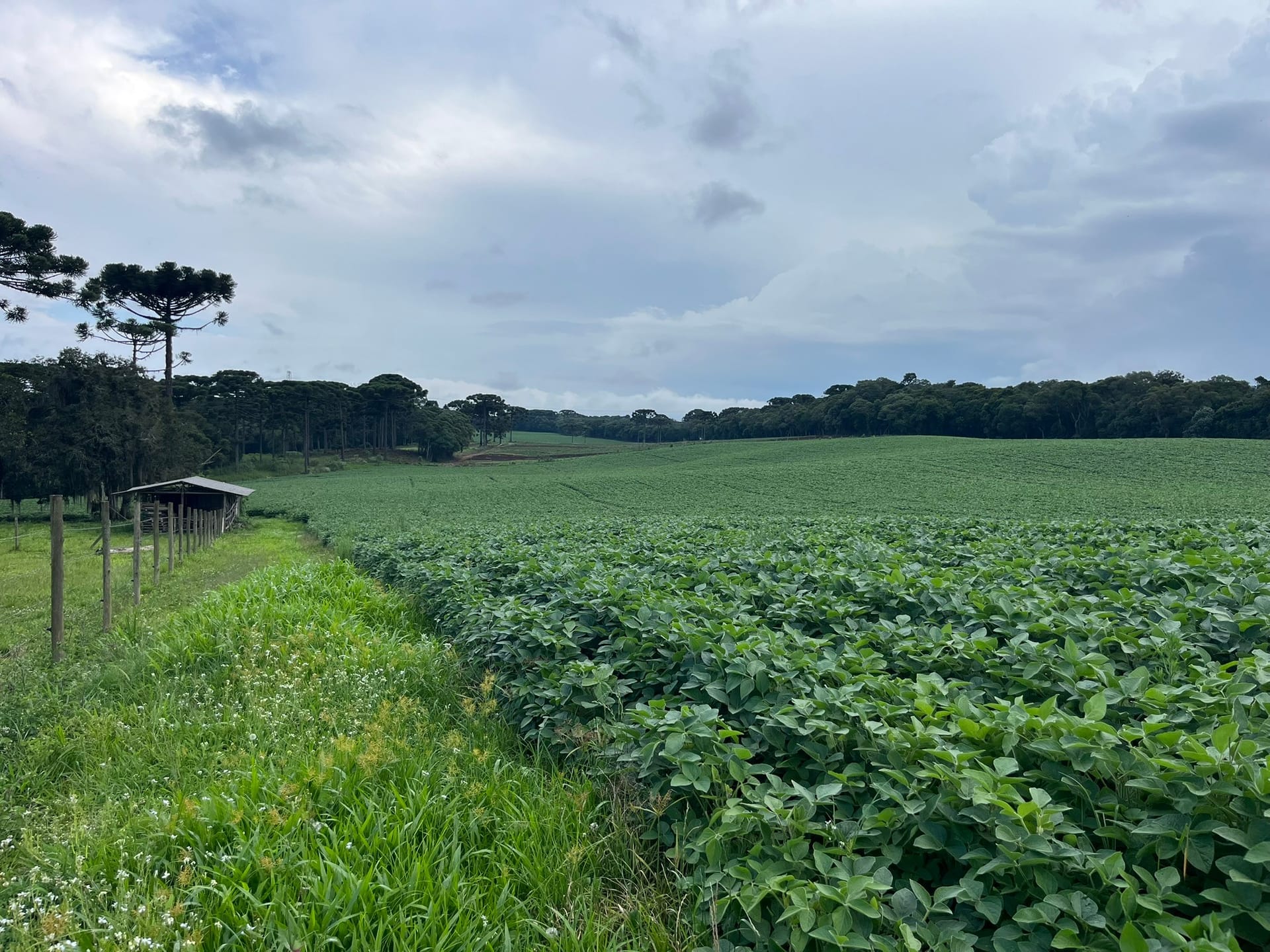 Terreno, 2 hectares - Foto 3