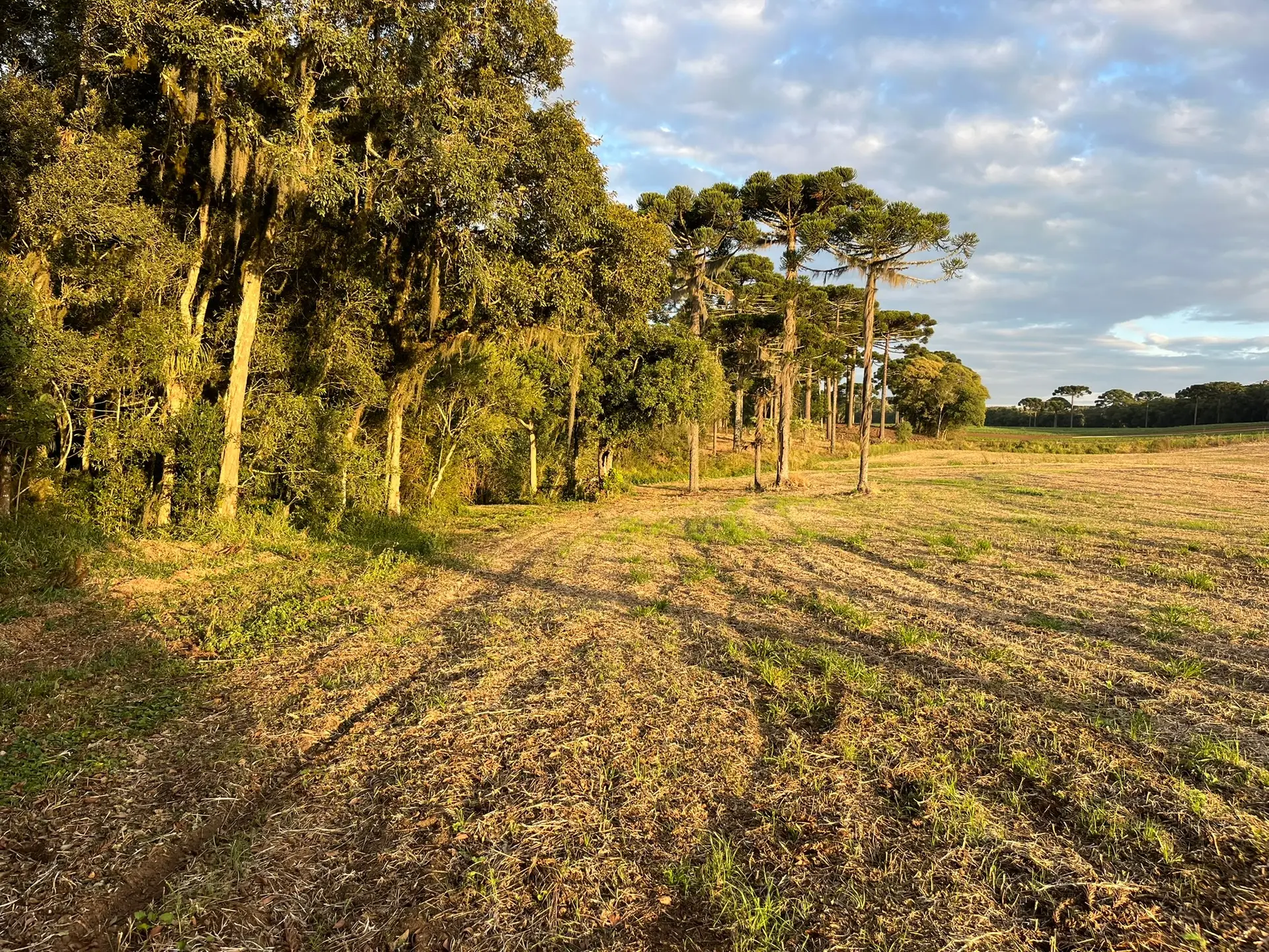 Terreno, 2 hectares - Foto 1