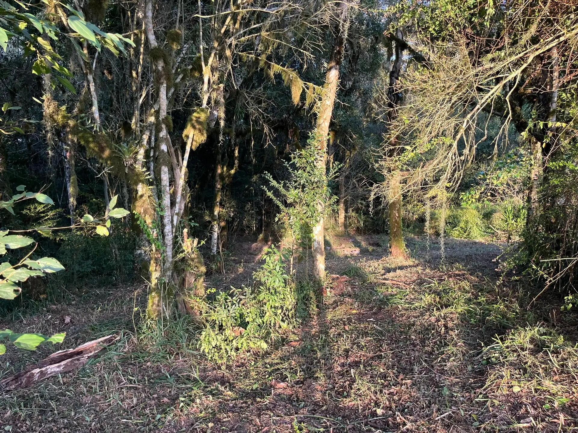Terreno, 2 hectares - Foto 6