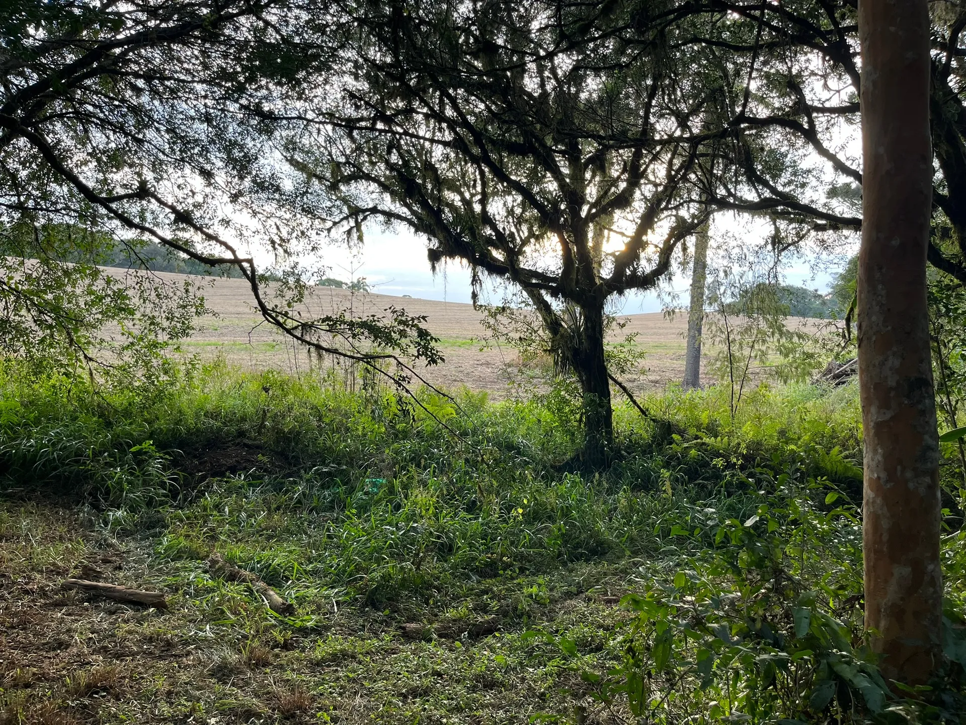 Terreno, 2 hectares - Foto 16