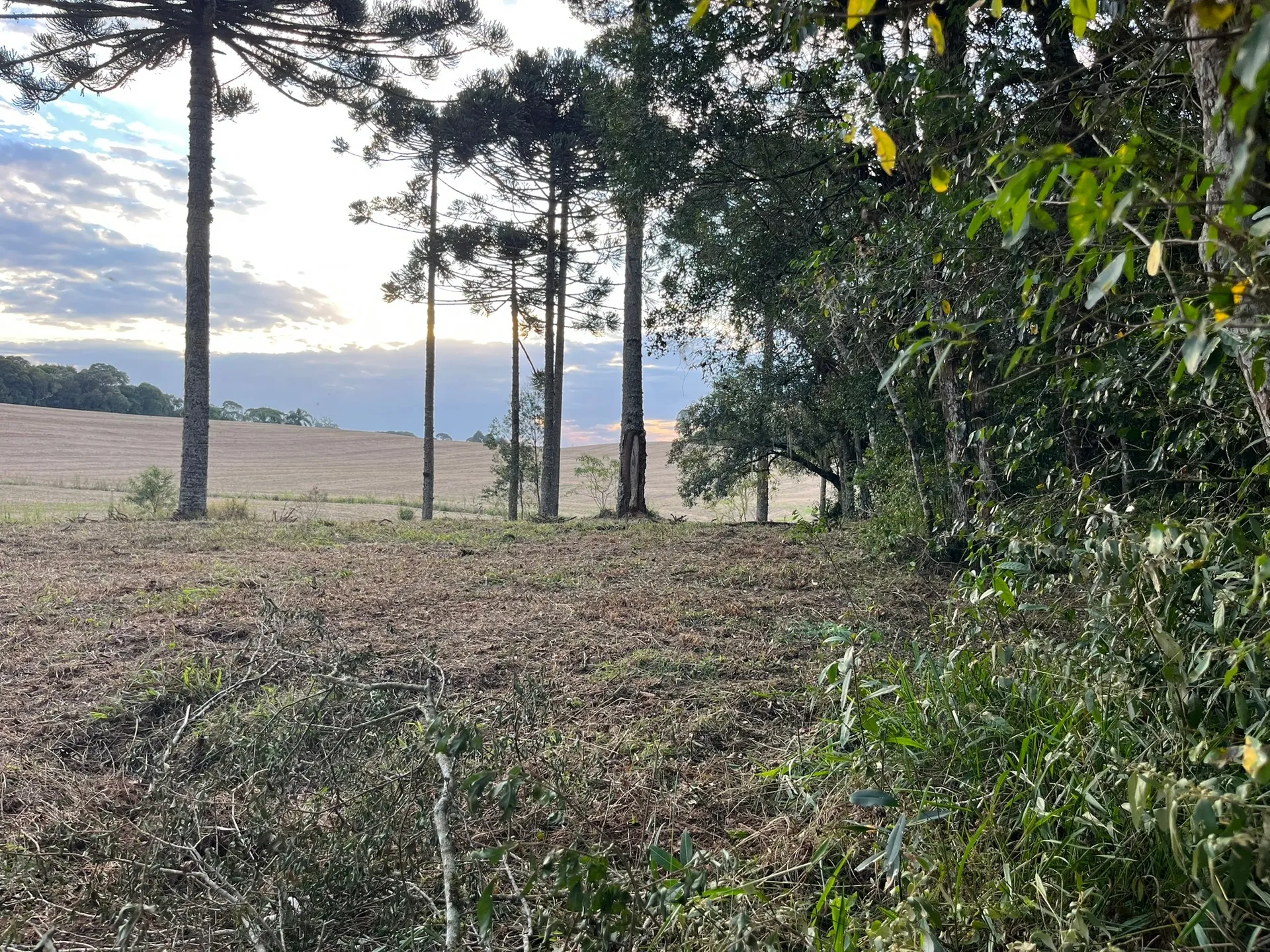 Terreno, 2 hectares - Foto 4