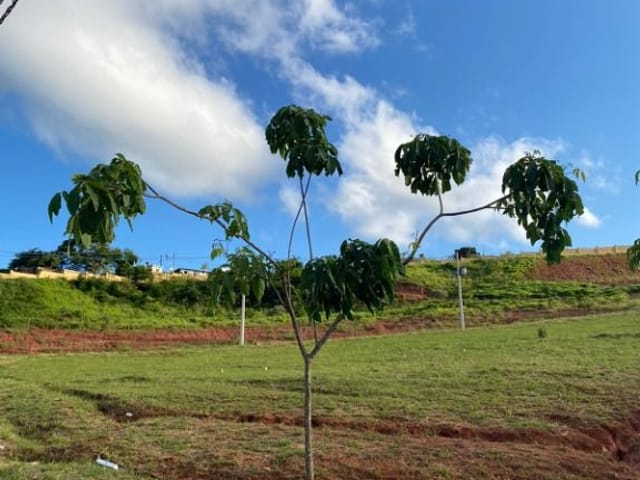 Terreno com 353m², à venda, no bairro Salvaterra em Juiz de Fora