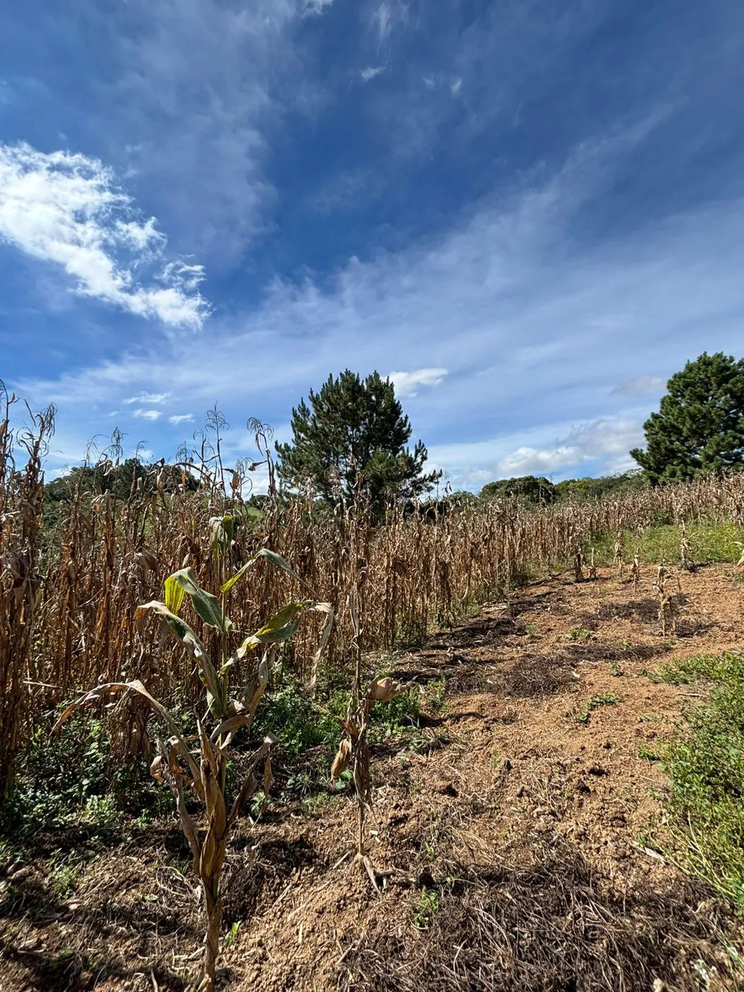 Terreno, 8100 m² - Foto 4