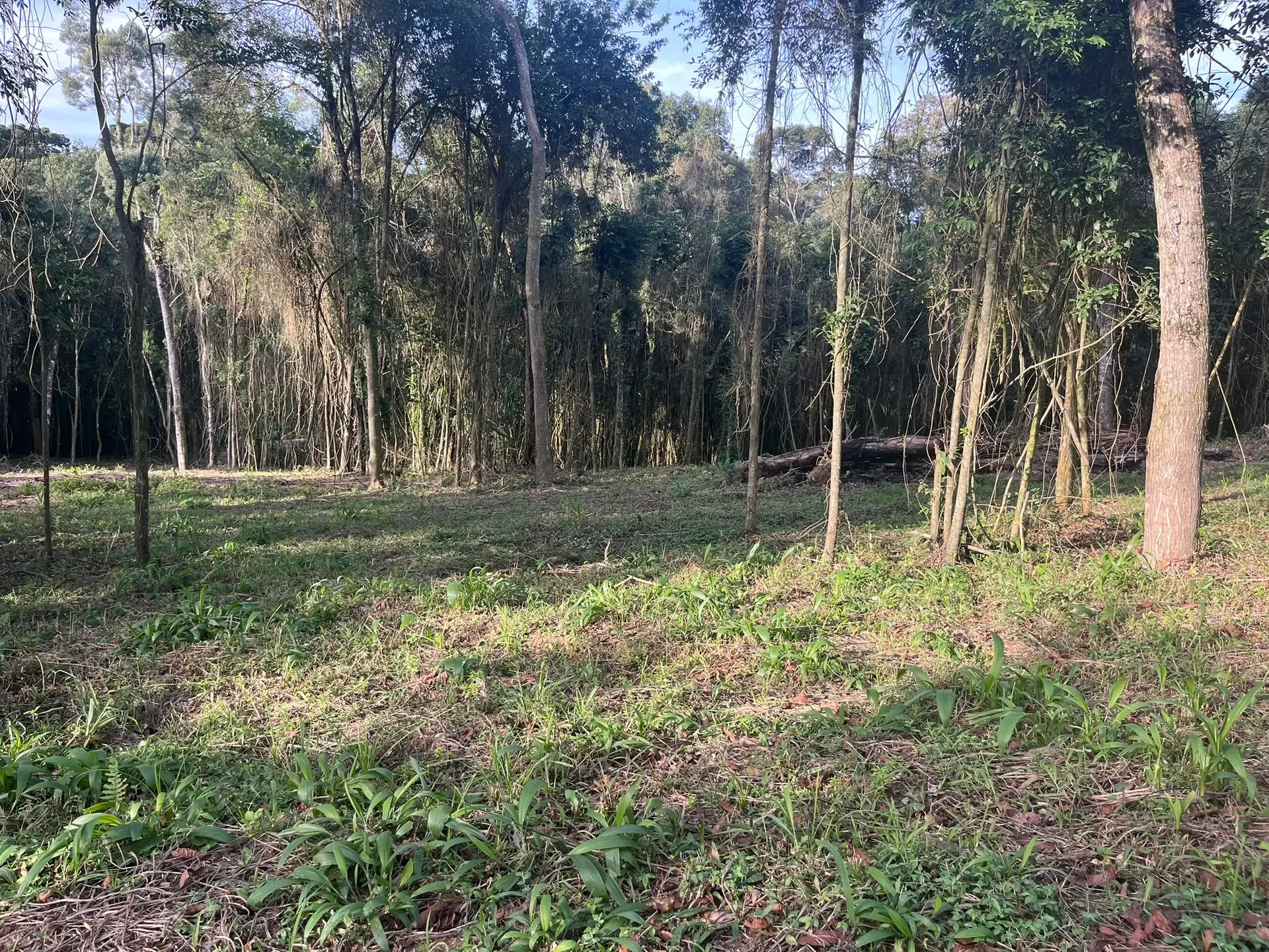 Terreno, 2000 m² - Foto 5