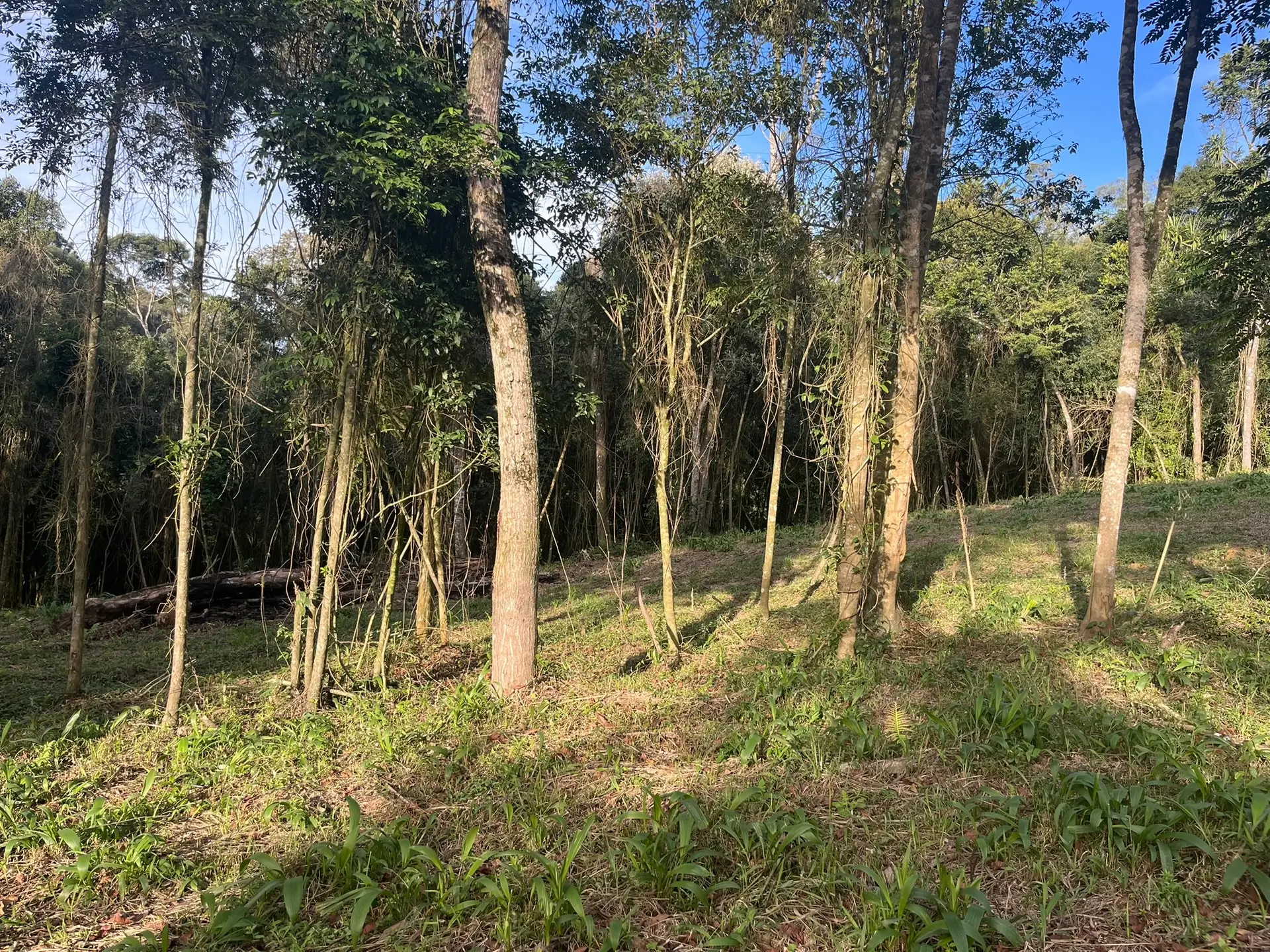 Terreno, 2000 m² - Foto 6
