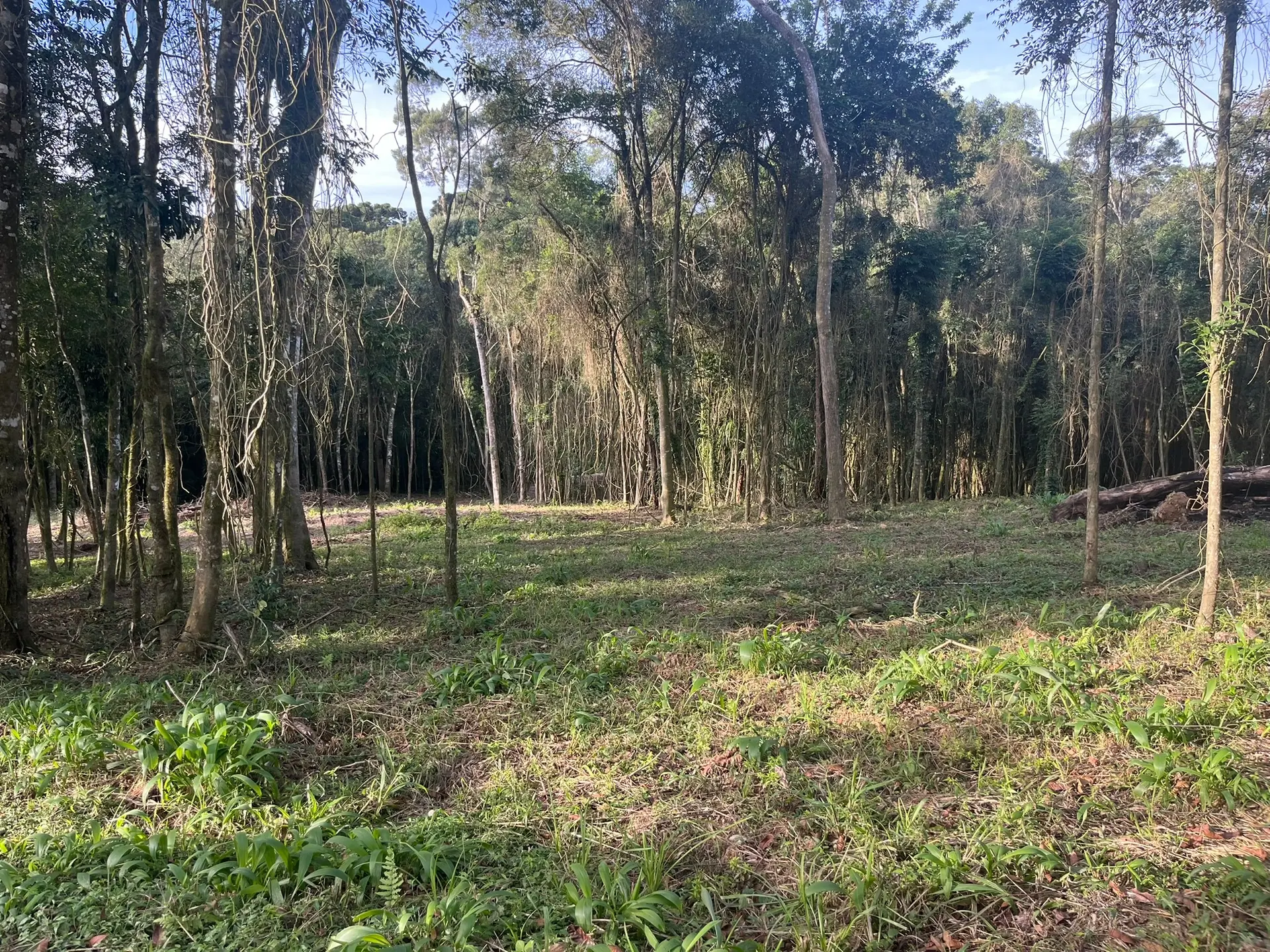 Terreno, 2000 m² - Foto 7