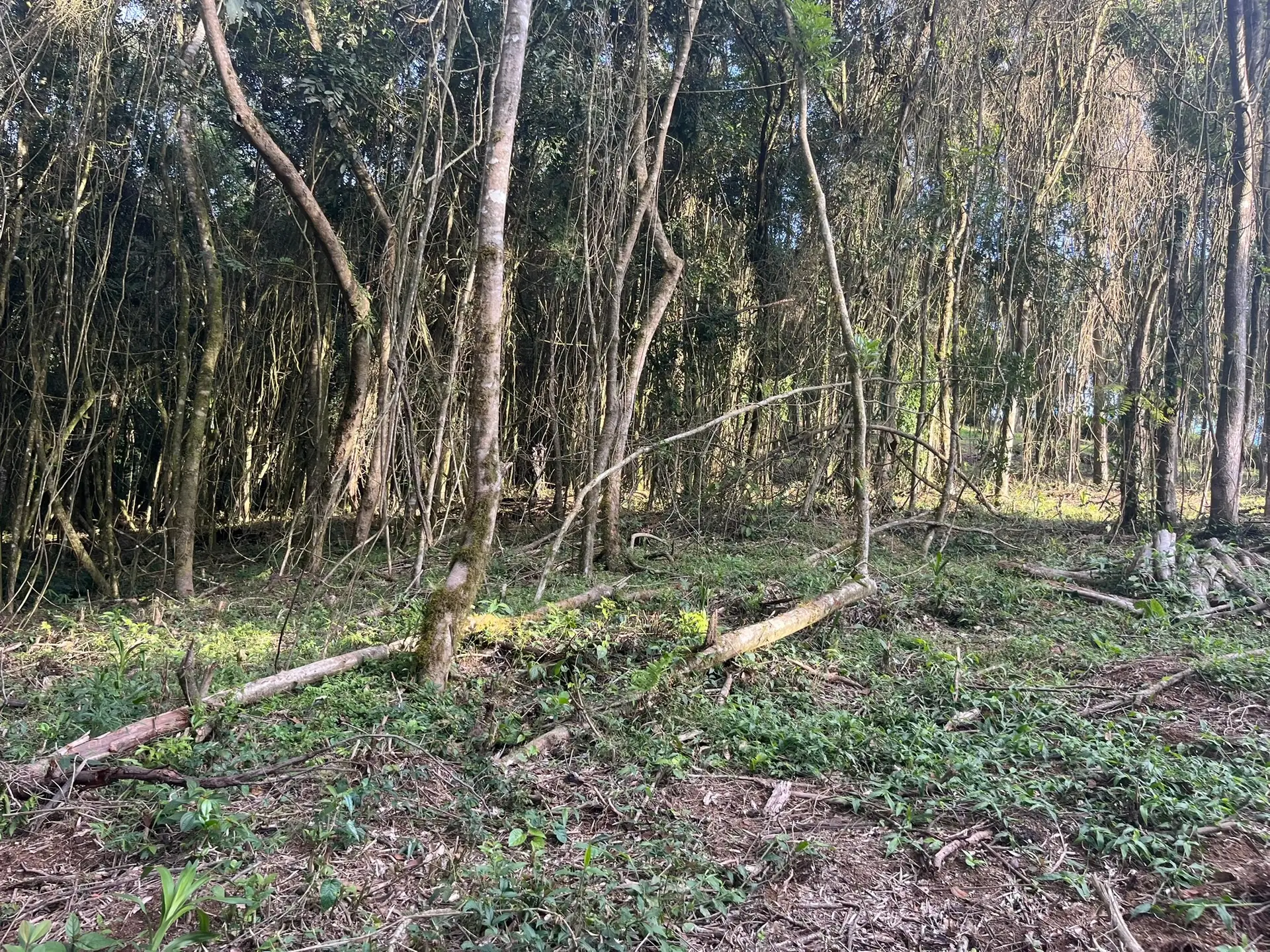 Terreno, 2000 m² - Foto 12