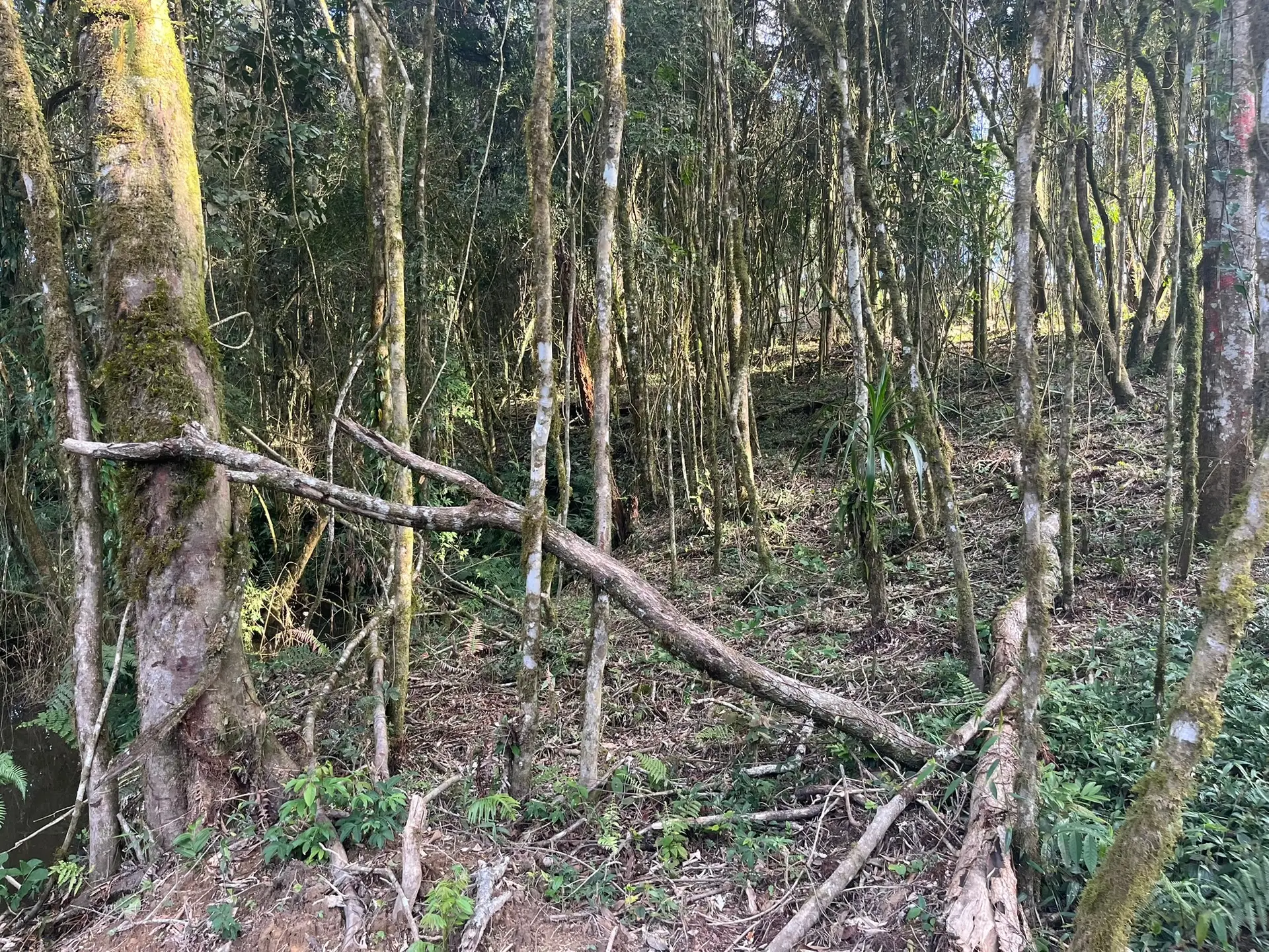 Terreno, 2000 m² - Foto 13