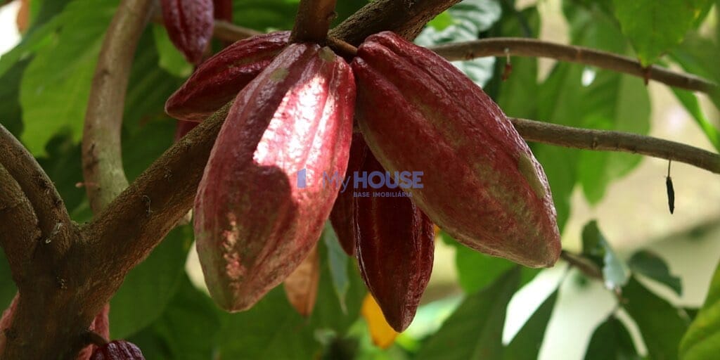 Terreno, 450 m² - Foto 20