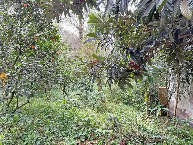 Terreno com 486m², à venda, no bairro Vista Alegre em Curitiba