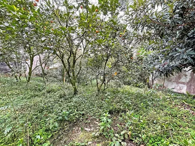 Terreno com 486m², à venda, no bairro Vista Alegre em Curitiba
