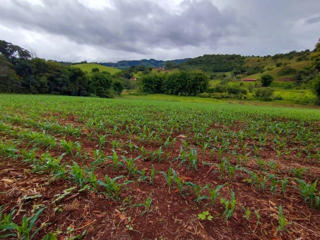 Terreno com 12590m², à venda, no bairro Vazes em Cambuí