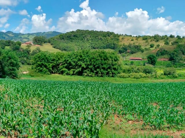Terreno com 12590m², à venda, no bairro Vazes em Cambuí