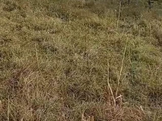 Terreno com 1000m², à venda, no bairro Meia Légua em Cambuí