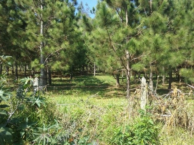 Foto do Terreno - Área  rural à venda, Paiol Grande, São Bento do Sapucaí. | INDEPENDENCE NEGOCIOS IMOBILIARIOS LTDA