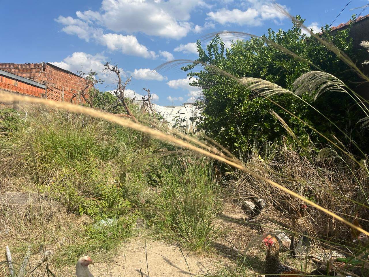 Terreno, 250 m² - Foto 4