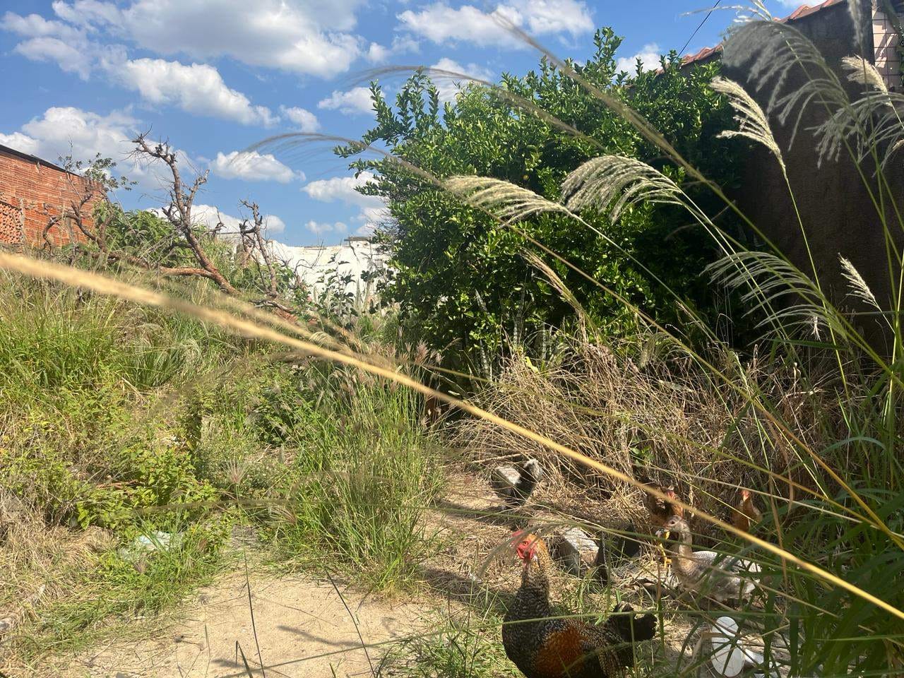 Terreno, 250 m² - Foto 5