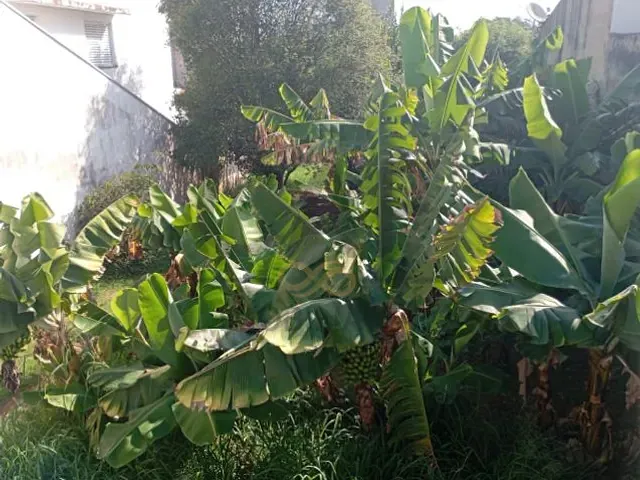 Terreno com 1250m², à venda, no bairro Jardim Sônia em Jaguariúna