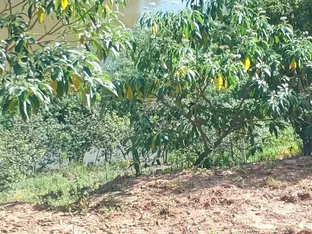 Terreno com 2000m², à venda, no bairro 0 em Botelhos