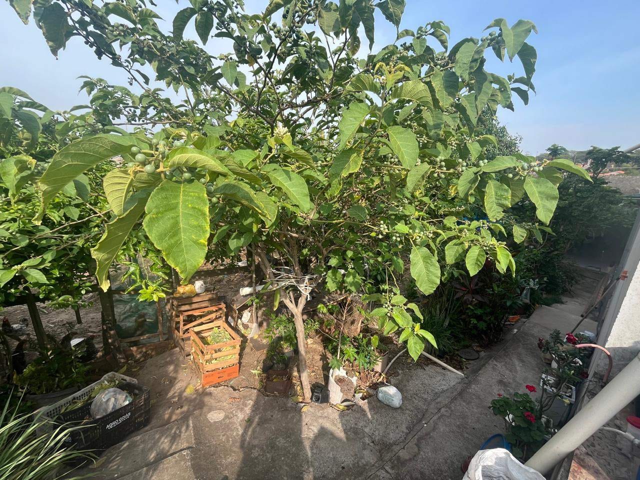 Terreno, 250 m² - Foto 4