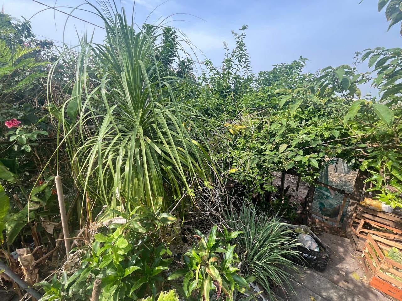 Terreno, 250 m² - Foto 6