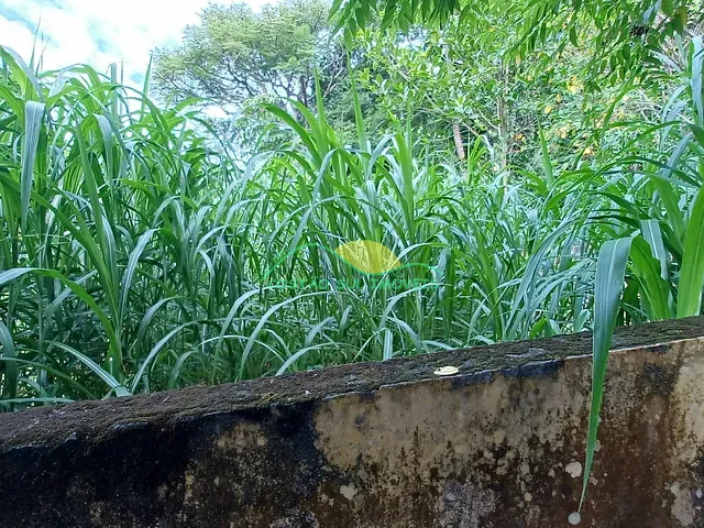 Terreno com 480m², à venda, no bairro Rio Tavares em Florianópolis