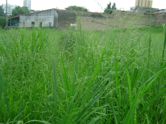 Foto do Terreno - Terreno  residencial à venda, Jardim São Dimas, São José dos Campos. | INDEPENDENCE NEGOCIOS IMOBILIARIOS LTDA