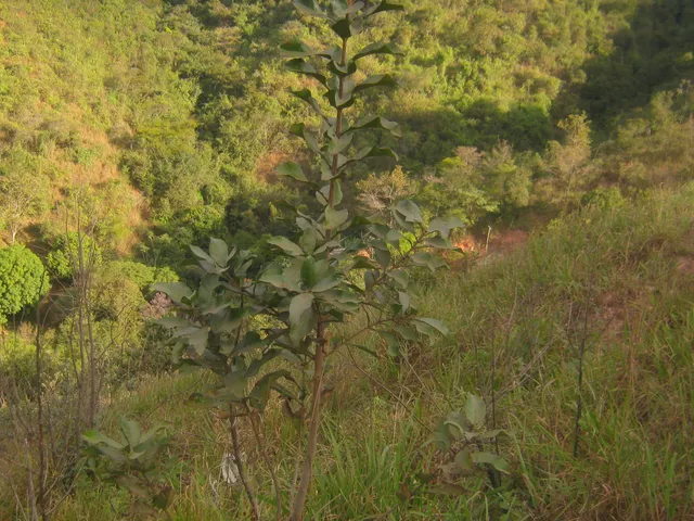 Terreno com 4000m², à venda, no bairro Santo Antônio (Roça Grande) em Sabará