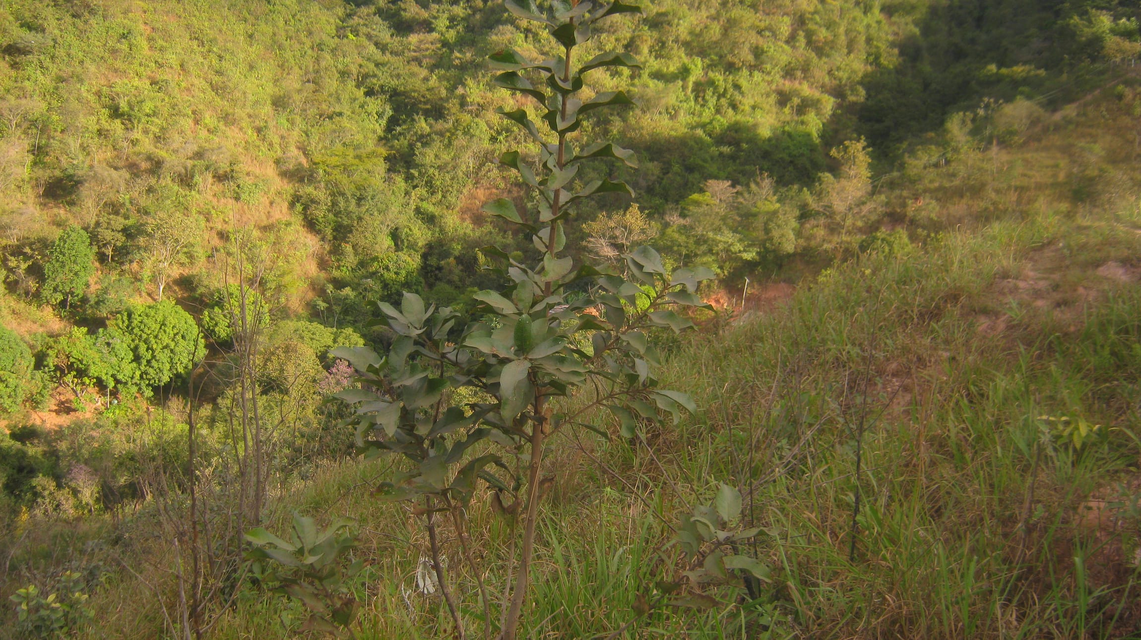 Terreno composto por 02 lotes num total de 4.000 m ² e com a taxa de ocupação de 60%, e taxa de aproveitamento de 1,5, Santo Antônio (Roça Grande), Sabará miniatura 4
