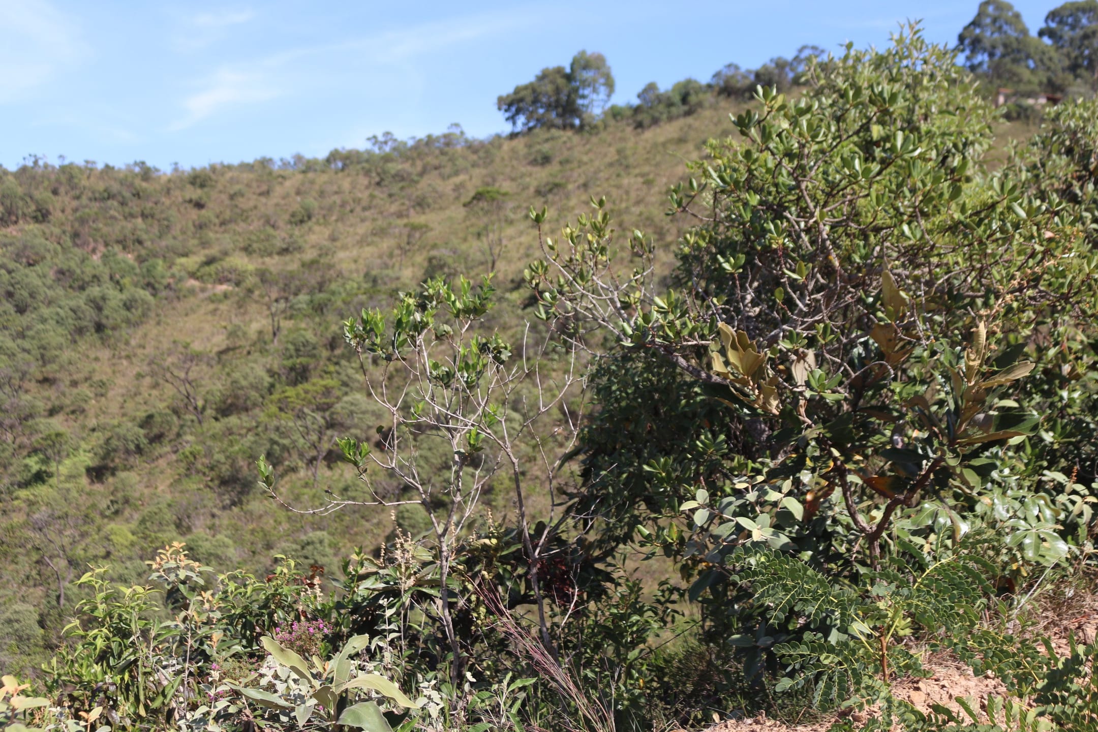 Terreno à venda,20 mil metros quadrados, 50% plano e 50% relevo 9 km de ótima estrada de terra. Escritura e registro. Centro, Sabará, MG miniatura 31