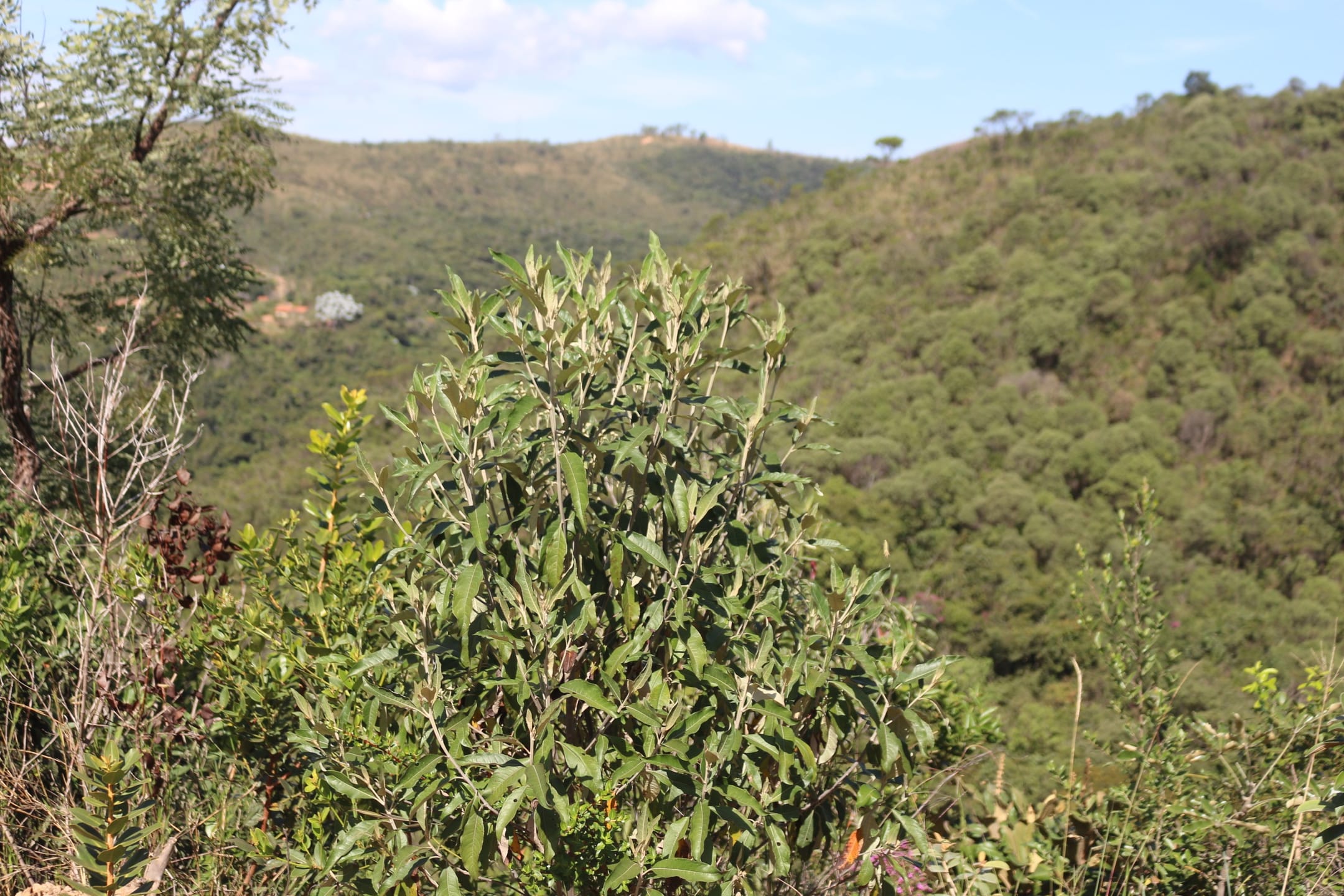 Terreno à venda,20 mil metros quadrados, 50% plano e 50% relevo 9 km de ótima estrada de terra. Escritura e registro. Centro, Sabará, MG miniatura 32