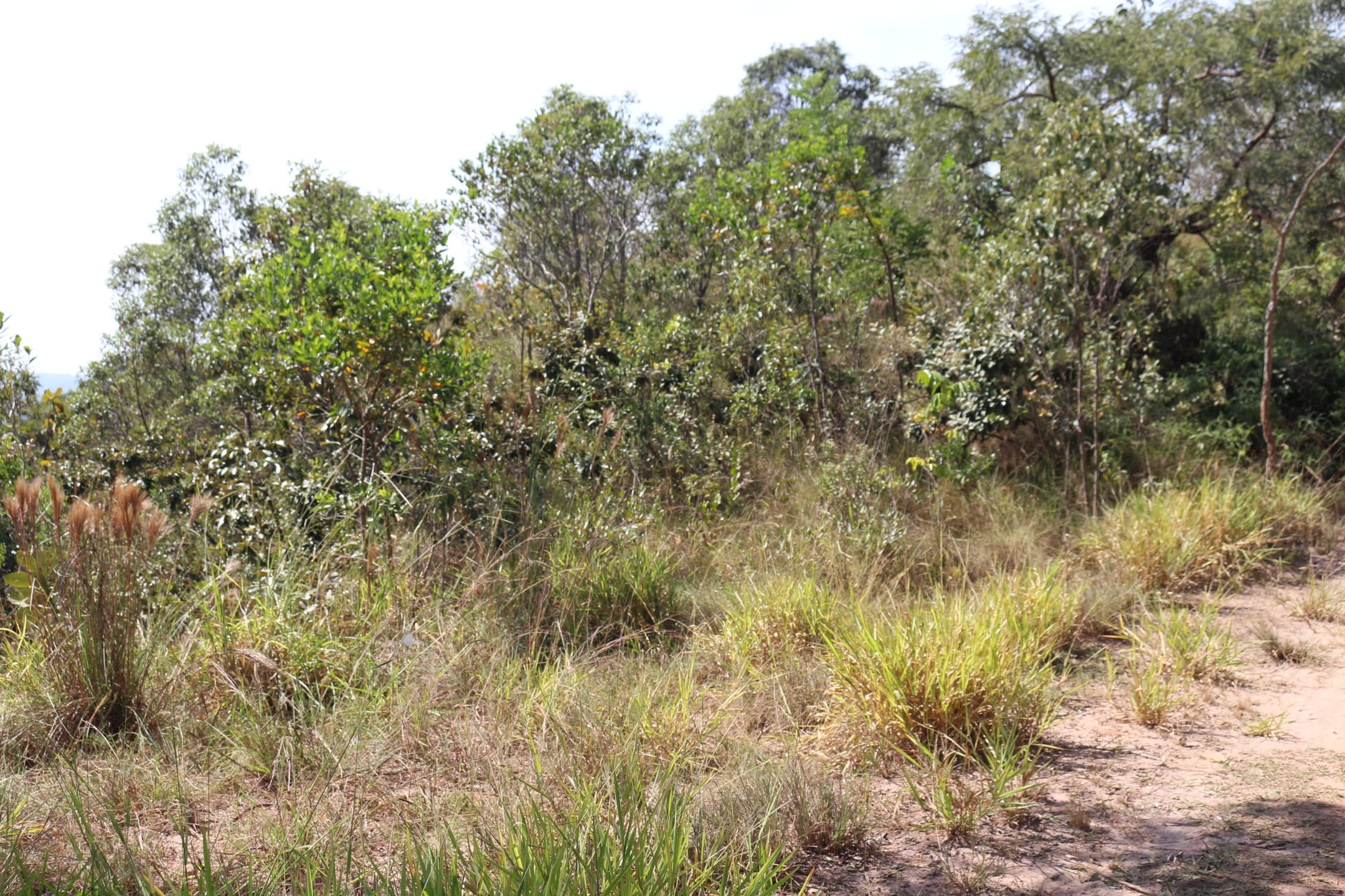 Terreno à venda,20 mil metros quadrados, 50% plano e 50% relevo 9 km de ótima estrada de terra. Escritura e registro. Centro, Sabará, MG miniatura 44
