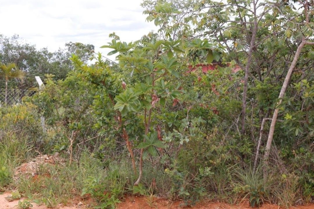 Terreno com 1088 M², Condomínio Canto da Siriema, à venda, Estâncias da Mata, Jaboticatubas, MG Lugar maravilhoso perto da natureza. miniatura 13