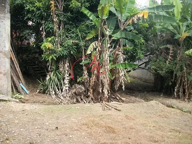 Terreno com 525m², à venda ou para alugar, no bairro Jardim Jussara em São Paulo