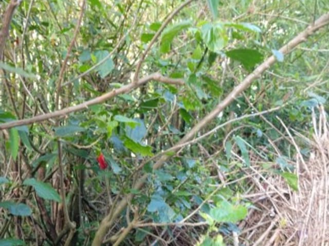 Terreno com 253m², à venda, no bairro Chácara Flora em Petrópolis