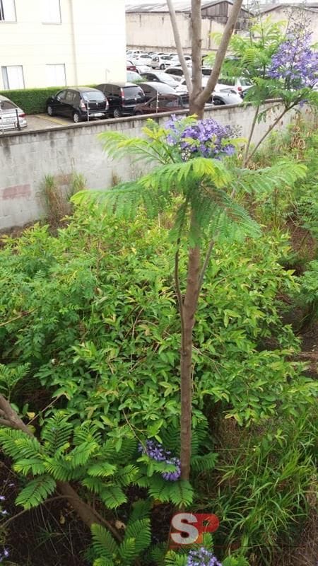 Terreno com 500m², à venda, no bairro Jardim Vila Formosa em São Paulo