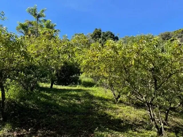 Terreno com 150000m², à venda, no bairro Sertão Pequeno em Delfim Moreira